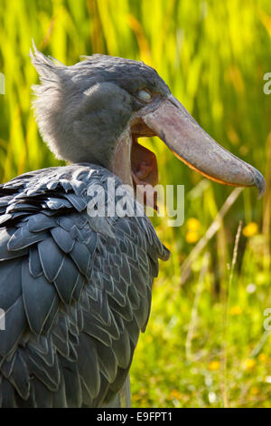 Shoebill, Abu Markub (Balaeniceps rex) Foto Stock