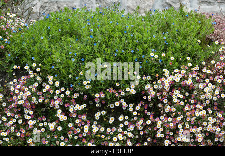 Cornwall, Regno Unito. Margherite messicano (erigeron karvinskianus) che cresce su un muro del giardino in estate Foto Stock