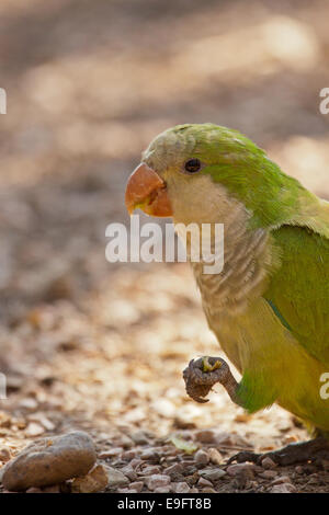 Monaco parrocchetto (Myiopsitta monachus) Foto Stock