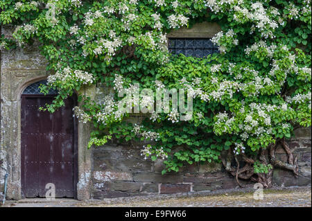 Cotehele, Saltash, Cornwall, Regno Unito. Un enorme climbing ortensia (Hydrangea petiolaris) nel cortile Foto Stock