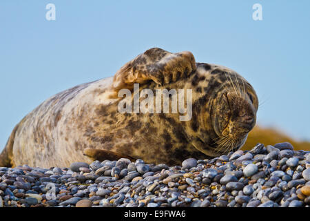 Le foche grigie (Halichoerus grypus) Foto Stock