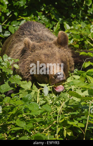 L'orso bruno (Ursus arctos) Foto Stock
