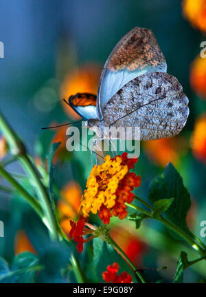 Grande punta arancione (Hebomoia glaucippe) Foto Stock