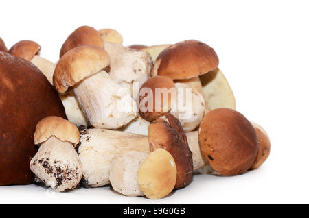 Boletus edulis isolati su sfondo bianco Foto Stock