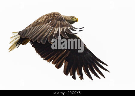 Adulto bianco-tailed Sea Eagle volare sopra il mare a caccia di pesce sulla Isle of Mull, Scozia Foto Stock
