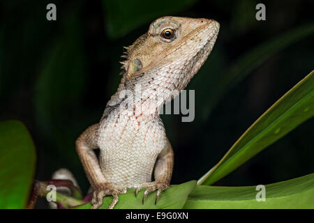 Modificabile lizard (Calotes versicolor) Foto Stock