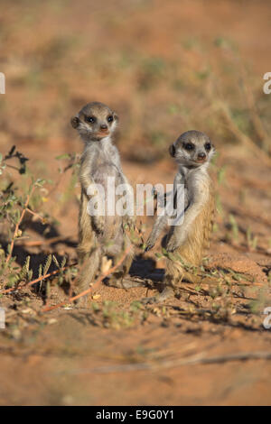 Meerkat, Suricata suricatta, giovane, Kgalagadi Parco transfrontaliero, Sud Africa Foto Stock