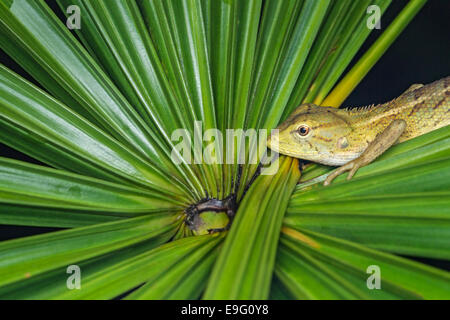 Modificabile lizard (Calotes versicolor) di notte Foto Stock