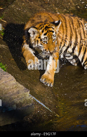 Tigre Siberiana (Panthera tigris altaica) Foto Stock