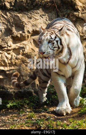 Tigre bianca del Bengala (Panthera tigris tigris) Foto Stock