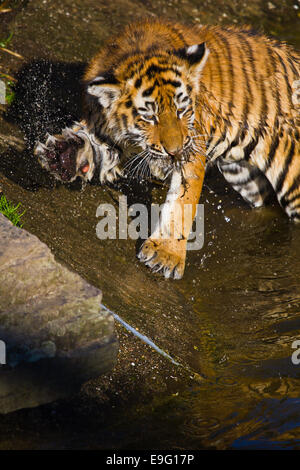 Tigre Siberiana (Panthera tigris altaica) Foto Stock