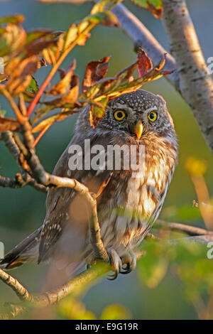 Eurasian gufo pigmeo Foto Stock