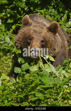 L'orso bruno (Ursus arctos) Foto Stock