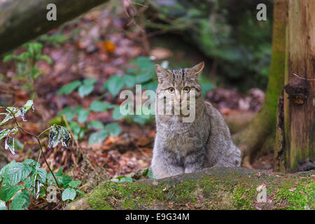 Gatto selvatico europeo [Felis silvestris silvestris] Foto Stock