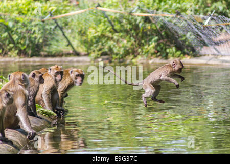 Il salto Monkey direttamente sopra l'acqua Foto Stock