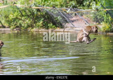 Il salto Monkey direttamente sopra l'acqua Foto Stock