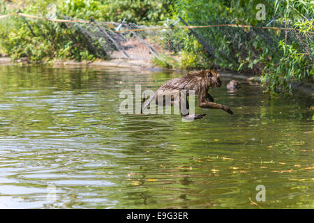 Il salto Monkey direttamente sopra l'acqua Foto Stock