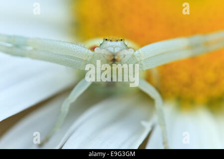 Fiore (granchio) spider [Misumena vatia] Foto Stock