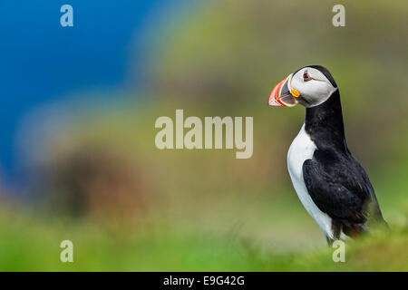 Atlantic puffin (Fratercula arctica) sorge accanto alla sua tana in cima alla scogliera colonia di allevamento Foto Stock