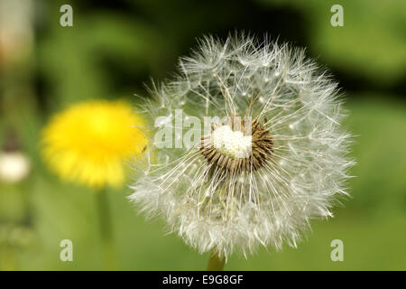 Comune di tarassaco - blowball - taraxacum Foto Stock