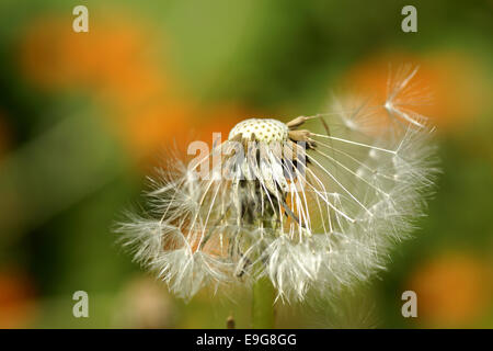 Comune di tarassaco - blowball - taraxacum Foto Stock