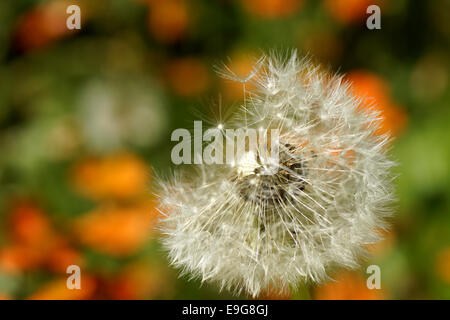 Comune di tarassaco - blowball - taraxacum Foto Stock