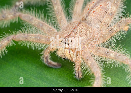 Huntsman spider (Heteropoda davidbowie) su un arbusto nella foresta pluviale tropicale di Singapore Foto Stock