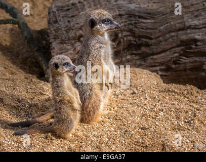 Meerkat, adulti con cub. Foto Stock