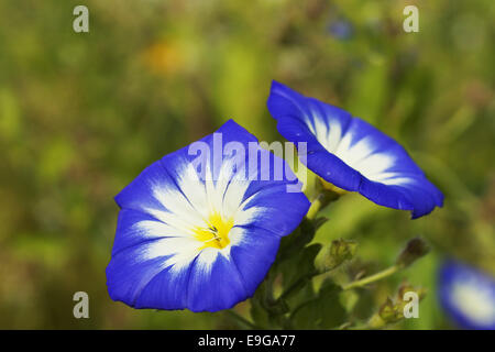 Gloria nana legano, convolvulus tricolore Foto Stock