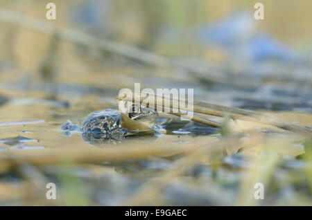 Moor Frog (Rana arvalis), femmina Foto Stock