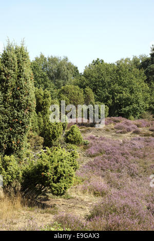 Heathlands, Westruper Heide, Haltern, Germania Foto Stock