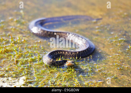 Viper è crogiolarsi nella luce del sole Foto Stock