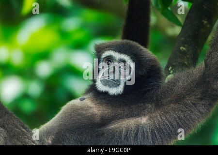 Captive bianco-consegnato gibbone (Hylobates lar) a Singapore Zoo Foto Stock