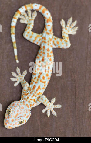 Un adulto grande vino di Tokay Gecko (Gekko gecko) Foto Stock