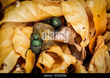 Maschio e femmina sterco africana coleotteri sterco di laminazione insieme attraverso il colore oro figliata di foglia, Zambia Foto Stock
