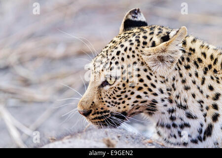 Donna africana alimentazione Leopard su un elefante africano di vitello, di Chobe National Park, Botswana Foto Stock