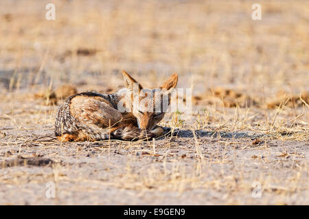 Nero-backed jackal (Canis mesomelas) dormire a sunrise, Chobe National Park, Botswana Foto Stock