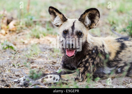 African wild dog (Lycaon pictus) di appoggio all'ombra dopo la caccia Foto Stock