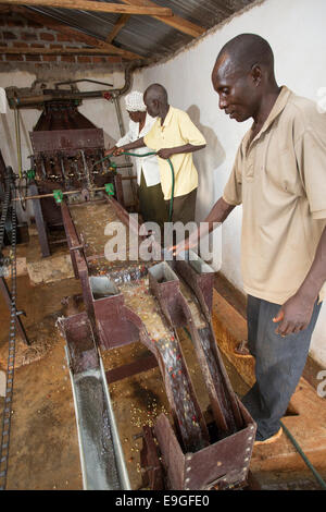 Gli agricoltori operano un caffè spappolare macchina a Orinde società cooperativa di agricoltori che si Rachuonyo nel sud, il Kenya. Foto Stock