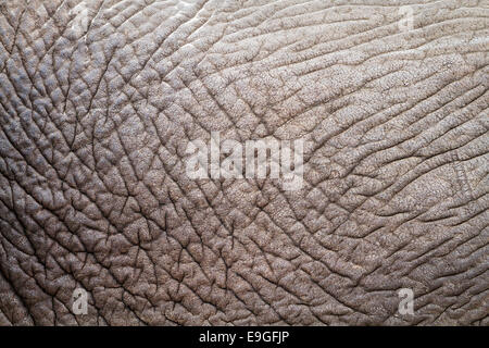 Close-up della pelle rugosa di un elefante africano (Loxodonta africana) rivelando dettagli astratta, modelli e texture Foto Stock