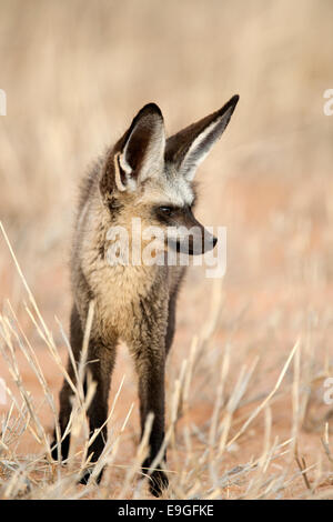 Bat-eared Fox, Otocyon megalotis, Kgalagadi Parco transfrontaliero, Sud Africa Foto Stock