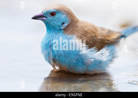 Close-up di un blu (waxbill Uraeginthus angolensis), detto anche Blue-breasted-cordon bleu, balneazione in acqua. Il Botswana Foto Stock