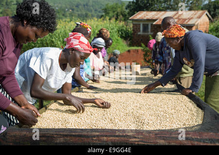 I soci di una cooperativa sorta caffè su letti di essiccazione a Orinde società cooperativa di agricoltori che si Rachuonyo nel sud, il Kenya. Foto Stock