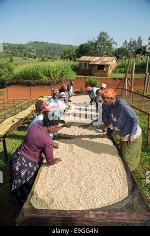 I soci di una cooperativa sorta caffè su letti di essiccazione a Orinde società cooperativa di agricoltori che si Rachuonyo nel sud, il Kenya. Foto Stock