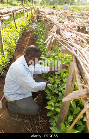 Un agricoltore gestisce le piantine di caffè nel vivaio Kabondo Rachuonyo nel sud, il Kenya. Foto Stock