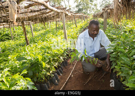 Un agricoltore gestisce le piantine di caffè nel vivaio Kabondo Rachuonyo nel sud, il Kenya. Foto Stock