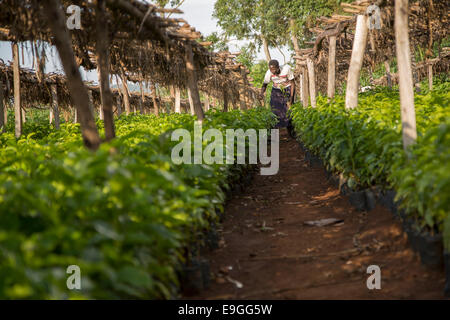 Un coltivatore di piante piantine di caffè nel vivaio di Kabondo società cooperativa di agricoltori che si Rachuonyo nel sud, il Kenya. Foto Stock