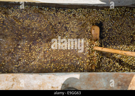 Il caffè è classificato Orinde società cooperativa di agricoltori che si Rachuonyo nel sud, il Kenya. Foto Stock