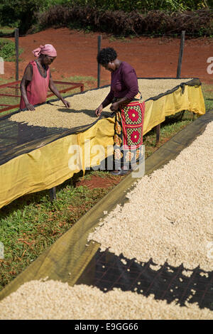 I soci di una cooperativa di caffè secco su letti di essiccazione a Orinde società cooperativa di agricoltori che si Rachuonyo nel sud, il Kenya. Foto Stock