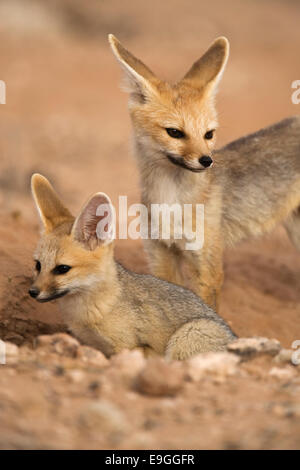 Cape fox, Vulpes chama, con pup, Kgalagadi Parco transfrontaliero,Northern Cape, Sud Africa Foto Stock